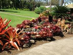 02_Hawaii_2 154.jpg (95217 bytes)